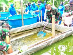 Program Ketahanan Pangan TNI AL Hadapi Pandemi Covid-19; Lanal Sibolga Panen Ikan