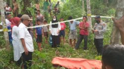 Ada Mayat di Kebun Karet Warga di Desa Mombang Boru