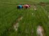 Irigasi Persawahan Aek Pahu Berasal dari Tambang Emas Martabe, Kini Petani Tidak Lagi Gunakan Pupuk Kimia