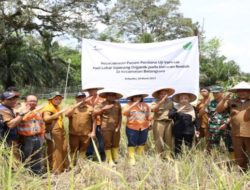 Petani Binaan Panen Perdana, PTAR Sukses Kembangkan Benih Lokal Siporang
